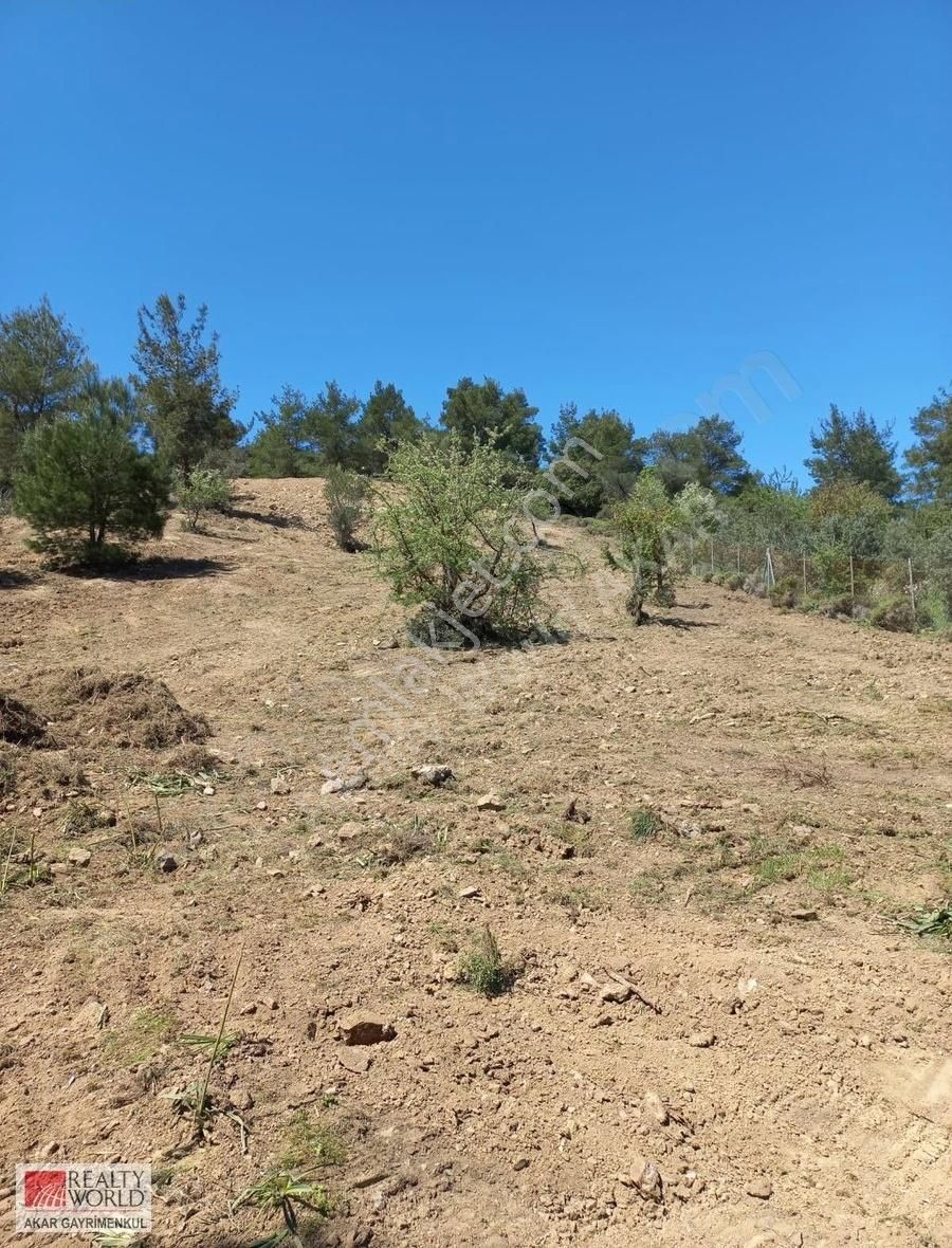 Rw Akar'dan Orhanlı Da Zeytin Ağaçlı Tarla Vasfında Arazi - Görsel 8