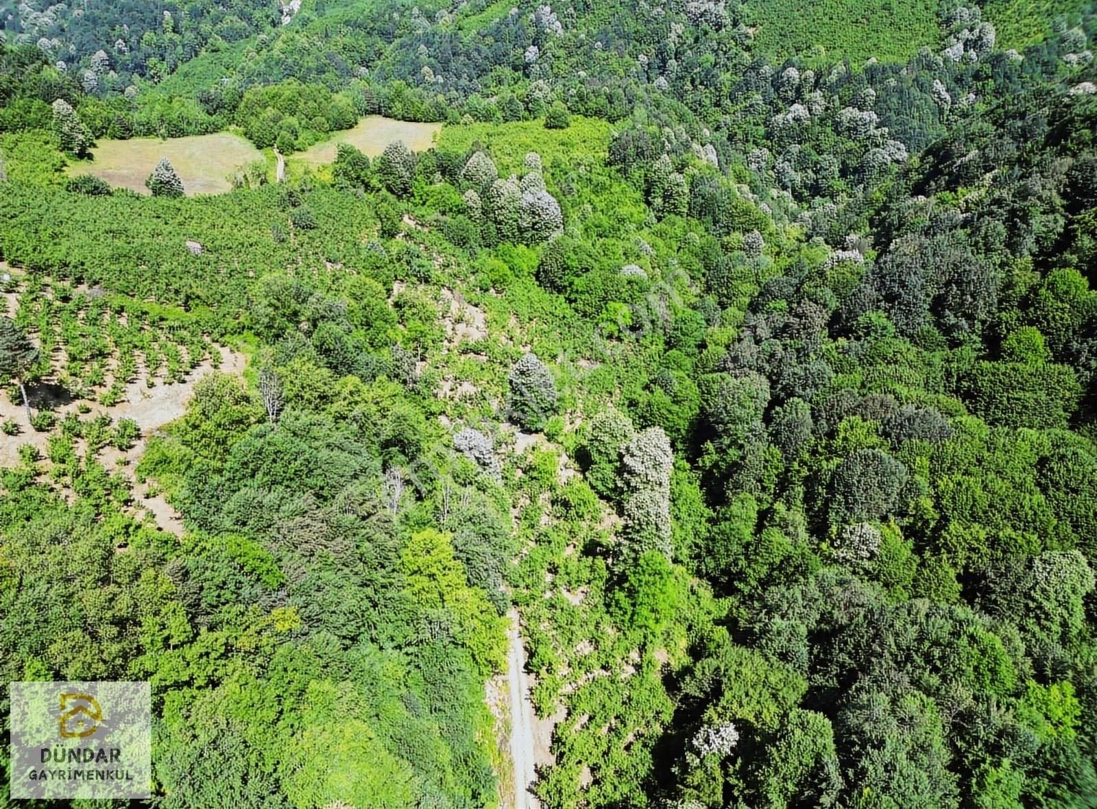 Dündar Gayrimenkul'den Acil Karaderede Fırsat Fındıklık 20 Dönüm - Görsel 3