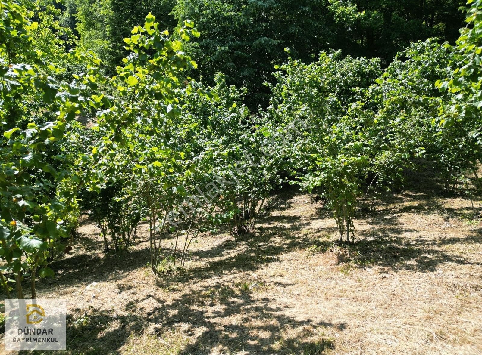Dündar Gayrimenkul'den Acil Karaderede Fırsat Fındıklık 20 Dönüm - Görsel 11