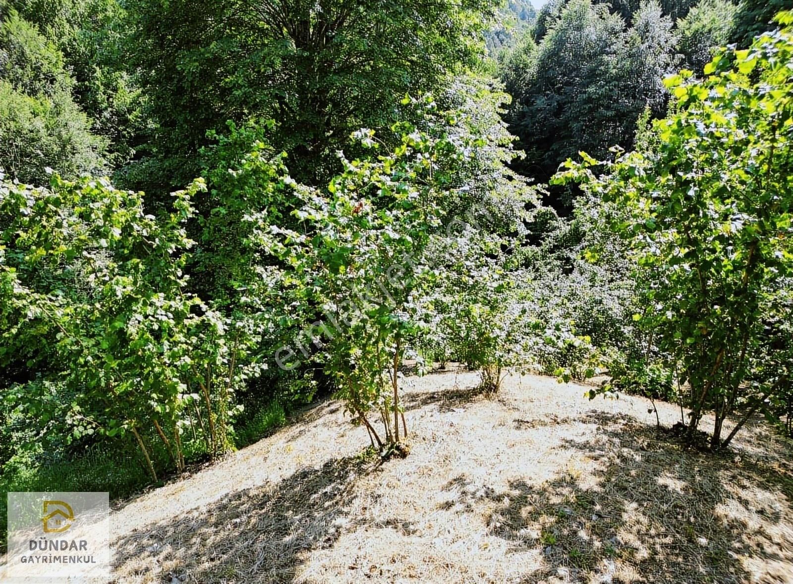 Dündar Gayrimenkul'den Acil Karaderede Fırsat Fındıklık 20 Dönüm - Görsel 10