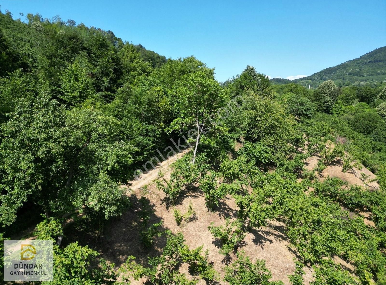Dündar Gayrimenkul'den Acil Karaderede Fırsat Fındıklık 20 Dönüm - Görsel 2