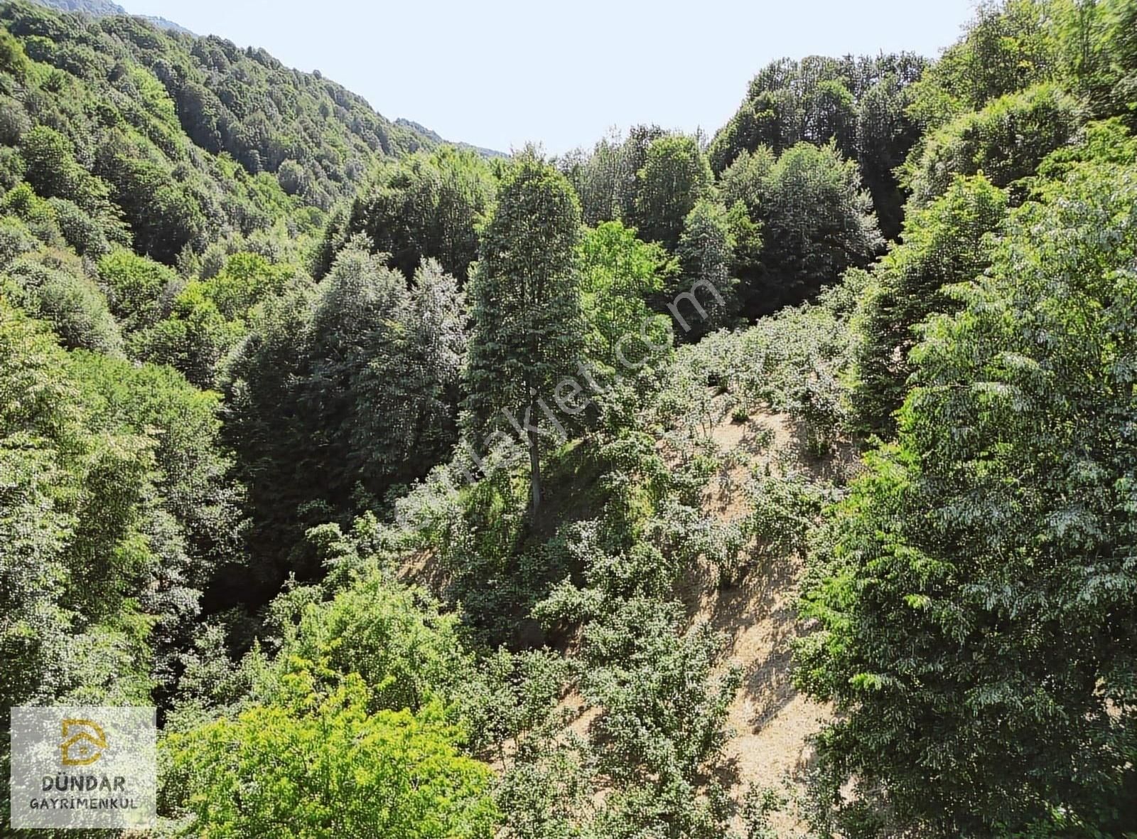 Dündar Gayrimenkul'den Acil Karaderede Fırsat Fındıklık 20 Dönüm - Görsel 28