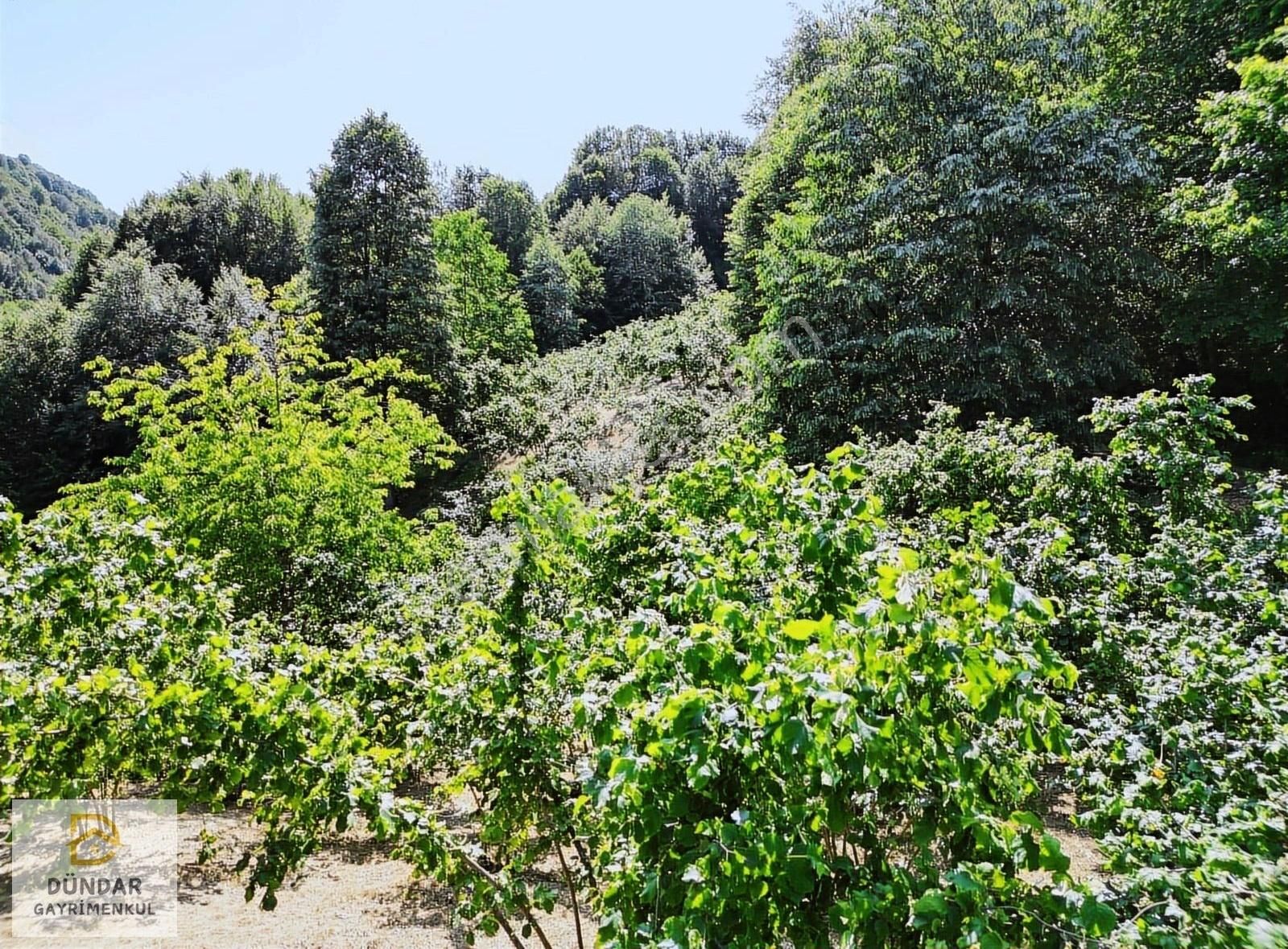 Dündar Gayrimenkul'den Acil Karaderede Fırsat Fındıklık 20 Dönüm - Görsel 16