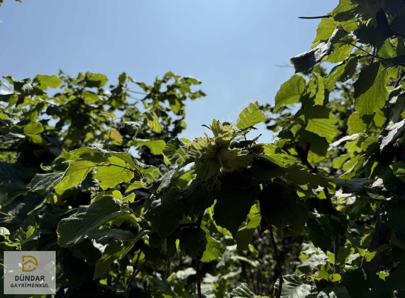 Dündar Gayrimenkul'den Acil Karaderede Fırsat Fındıklık 20 Dönüm - Görsel 30