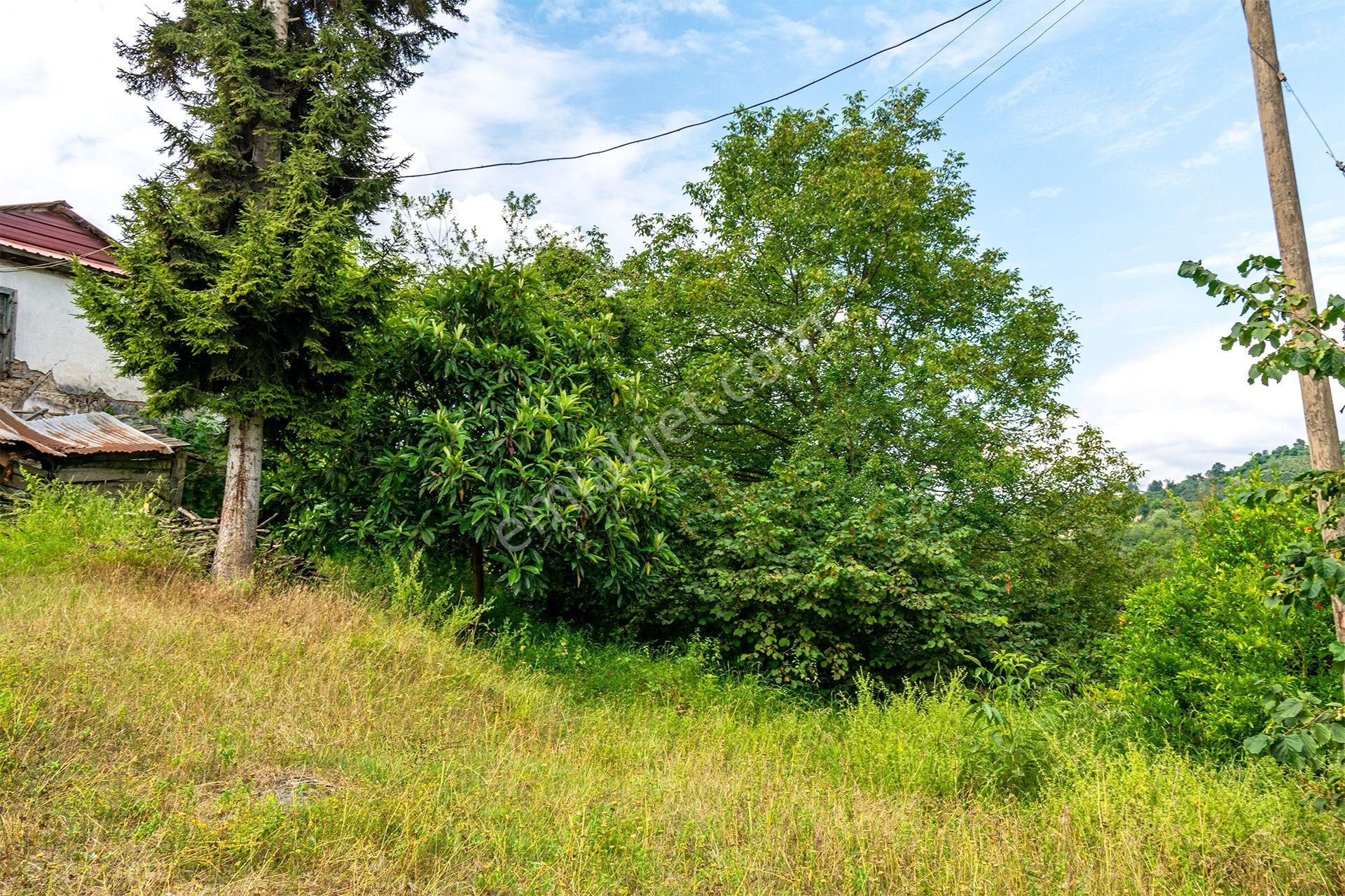 Ordu Altınordu Terzili Mah. 14.744m² Satılık Fındık Bahçesi Arazi Oremlaktan - Görsel 11