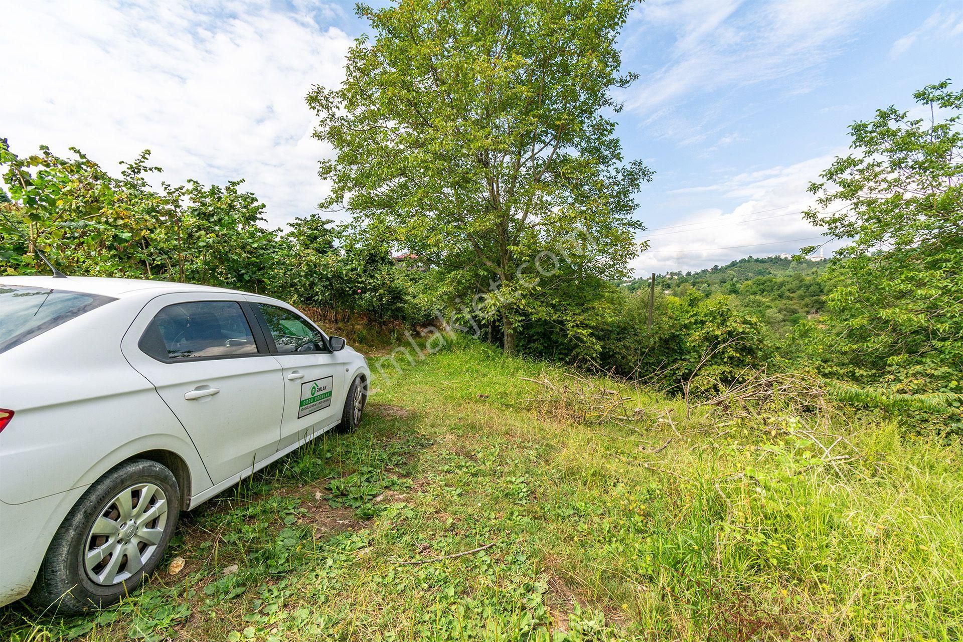 Ordu Altınordu Terzili Mah. 14.744m² Satılık Fındık Bahçesi Arazi Oremlaktan - Görsel 12