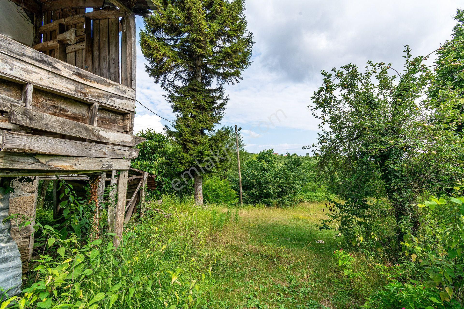 Ordu Altınordu Terzili Mah. 14.744m² Satılık Fındık Bahçesi Arazi Oremlaktan - Görsel 4