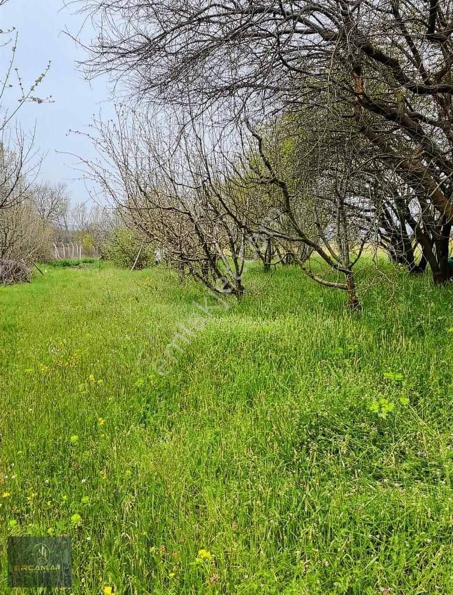 Ercanlar Emlaktan Satılık 12.5 Dönum Elma Bahçesi - Görsel 15