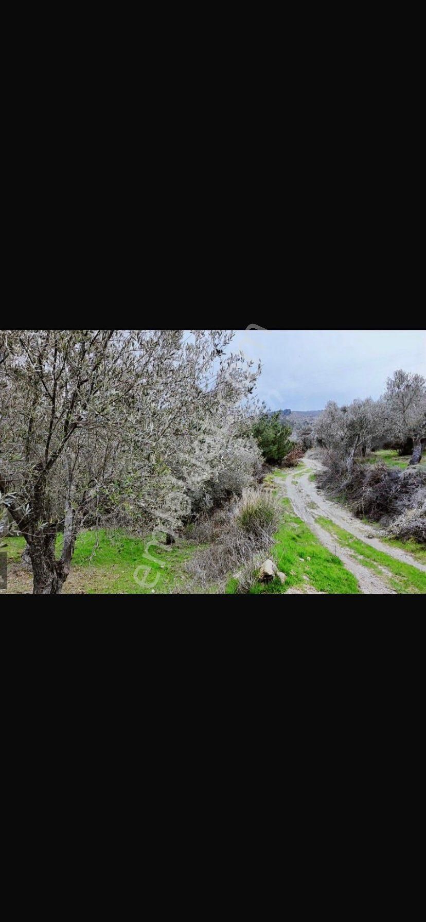 Satılık Zeytinlik