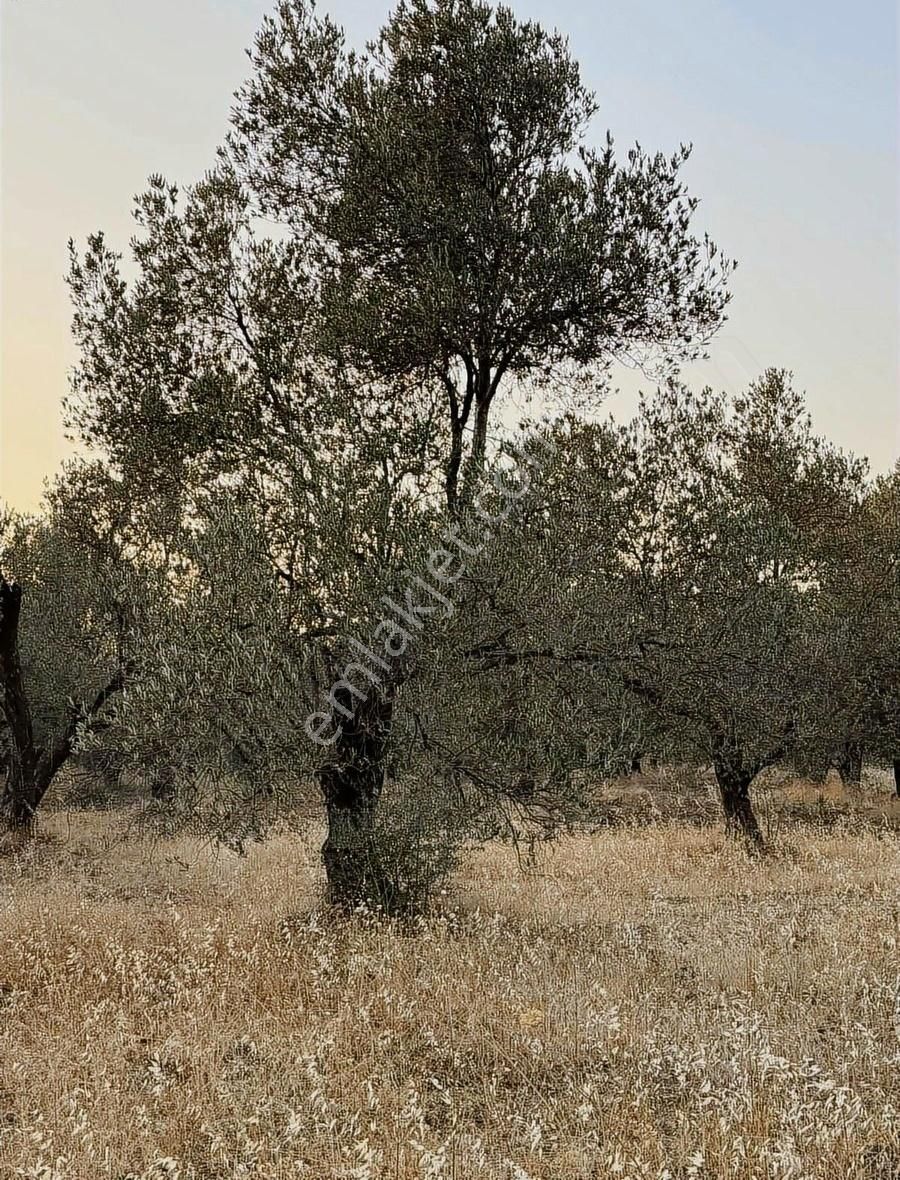 Köy Emlak'tan Satılık Zeytin - Görsel 2