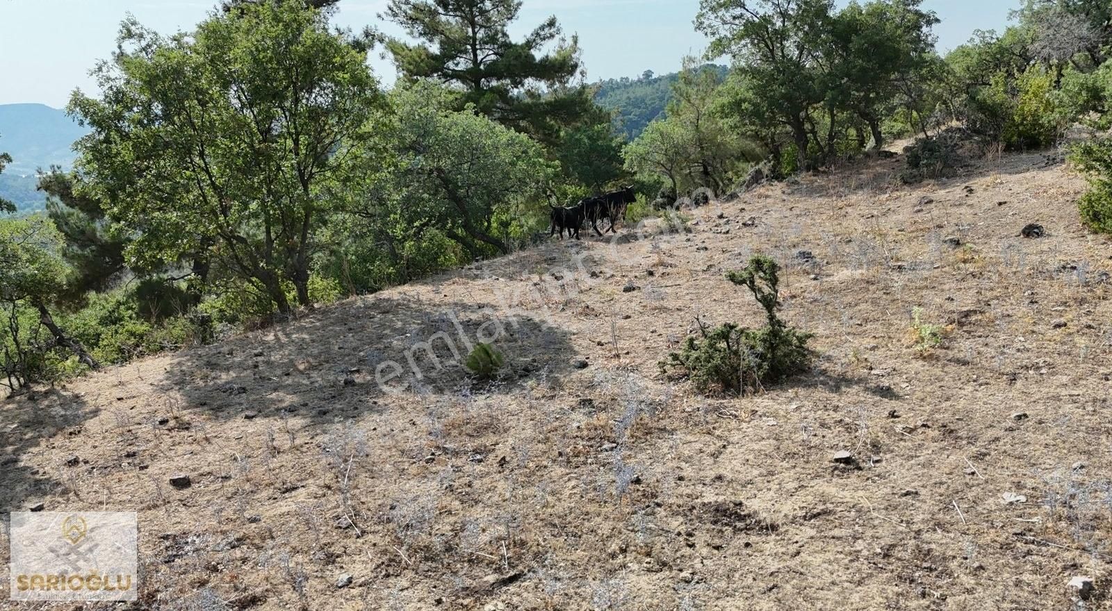 Merkez Sarıbeyli'de Bölgenin En Uygun Fiyatlısı 20.500 M2 Tarla - Görsel 12