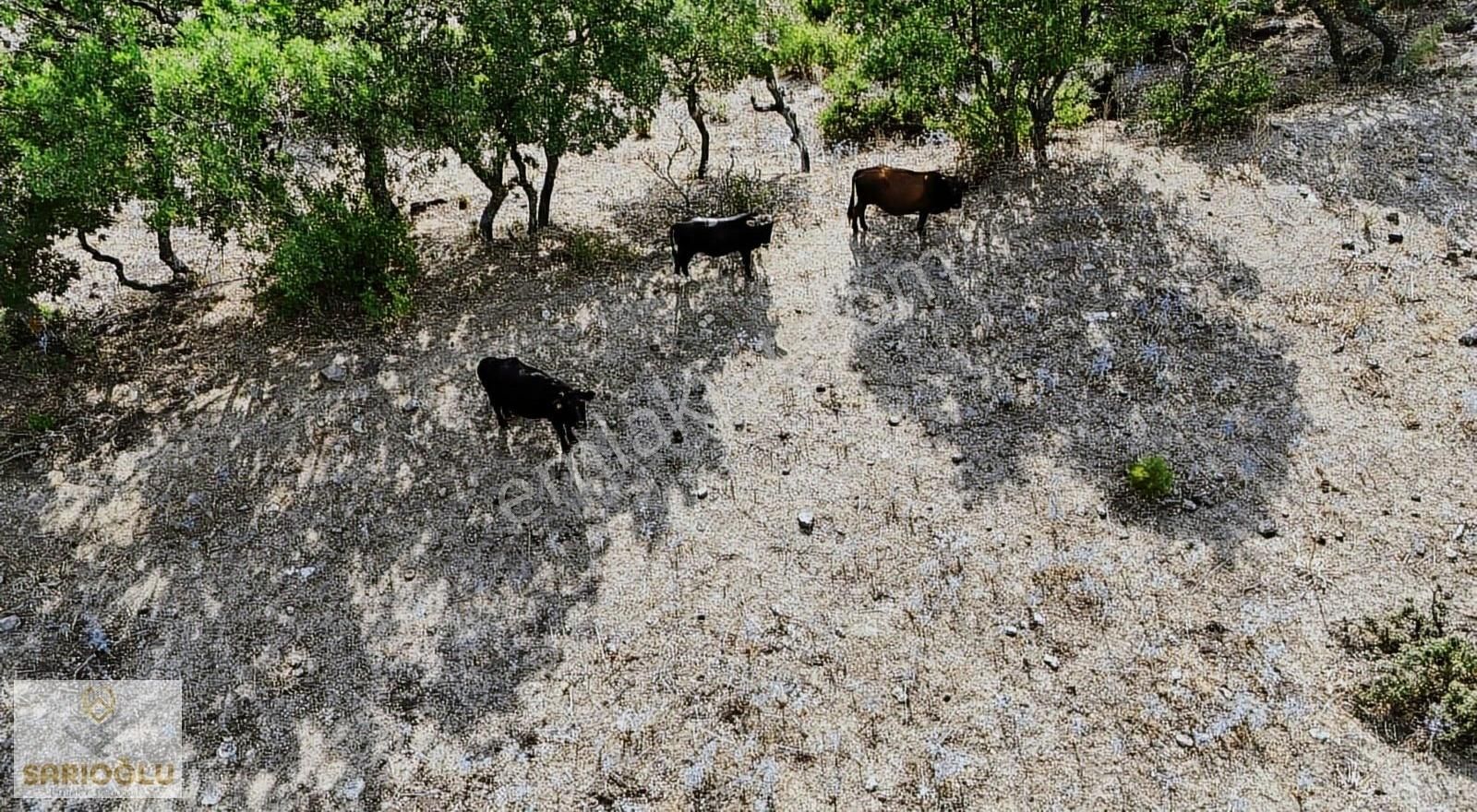 Merkez Sarıbeyli'de Bölgenin En Uygun Fiyatlısı 20.500 M2 Tarla - Görsel 13