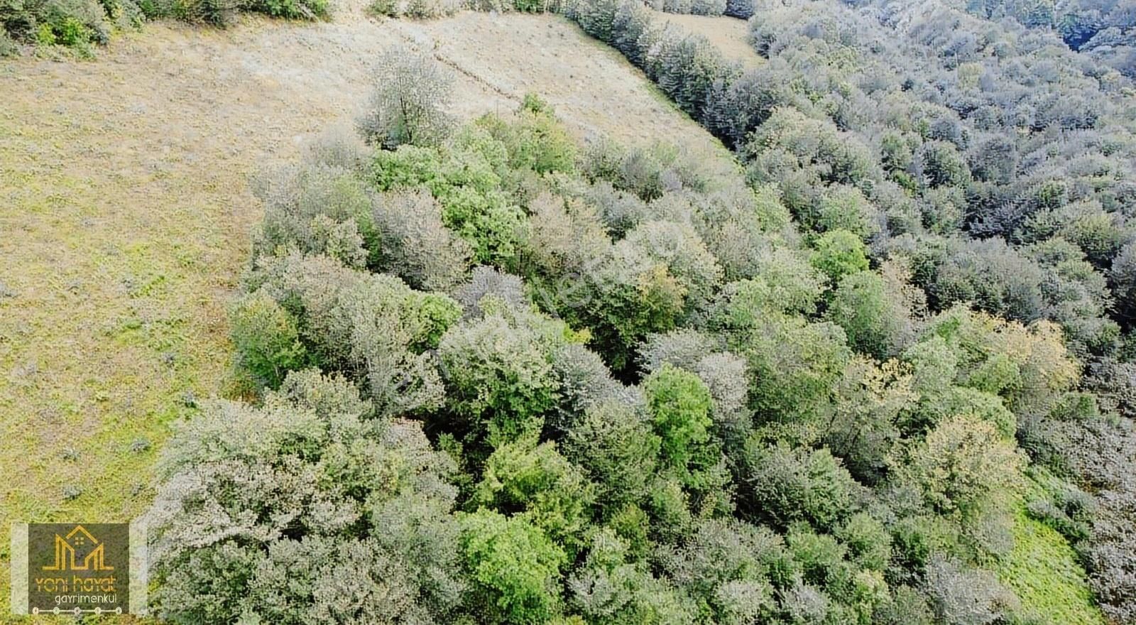 Tekkeköy Yaylageriş'de Satılık 20.700 M² Tapulu Fındıklık - Görsel 10