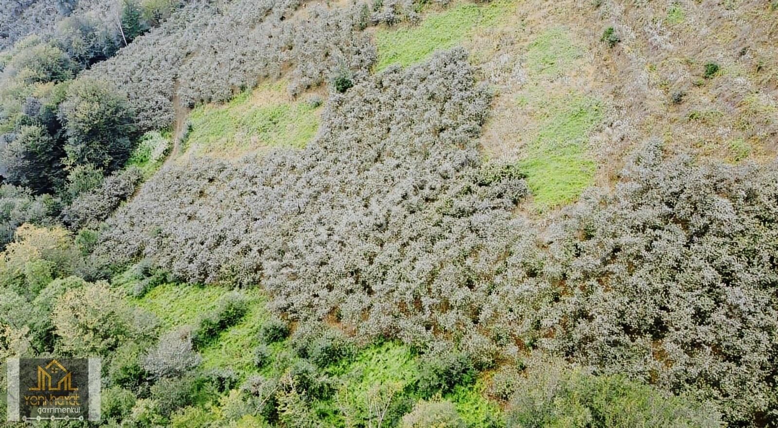 Tekkeköy Yaylageriş'de Satılık 20.700 M² Tapulu Fındıklık - Görsel 8
