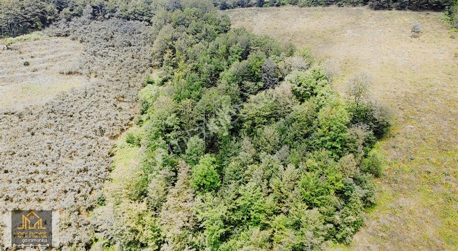Tekkeköy Yaylageriş'de Satılık 20.700 M² Tapulu Fındıklık - Görsel 5