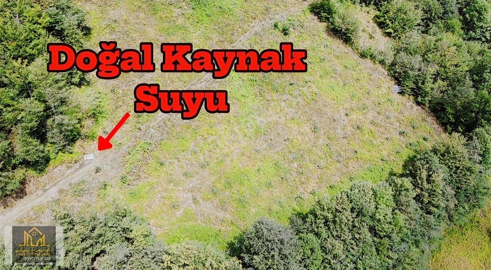 Tekkeköy Yaylageriş'de Satılık 20.700 M² Tapulu Fındıklık - Görsel 3