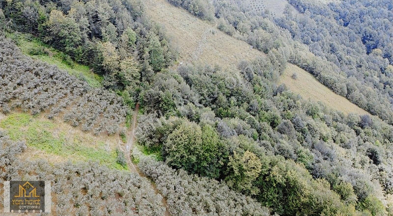 Tekkeköy Yaylageriş'de Satılık 20.700 M² Tapulu Fındıklık - Görsel 9