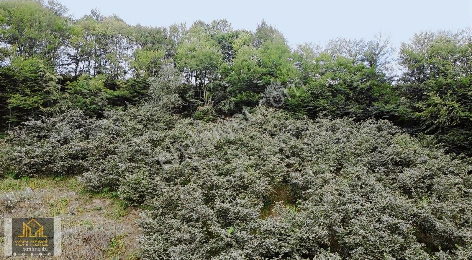 Tekkeköy Yaylageriş'de Satılık 20.700 M² Tapulu Fındıklık - Görsel 6