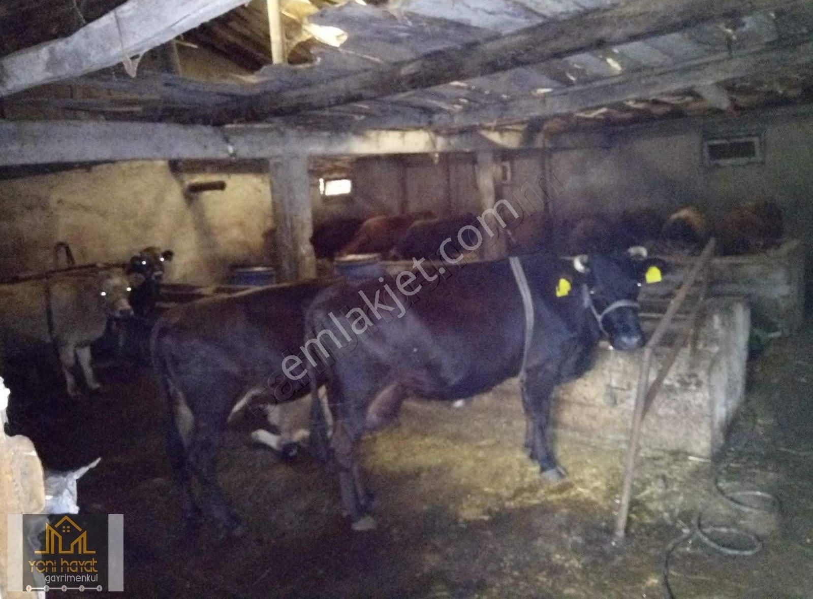 Tekkeköy Yaylageris De 20 Dönüm Fındık Bahçesi İki Katli Ev Ahır - Görsel 26
