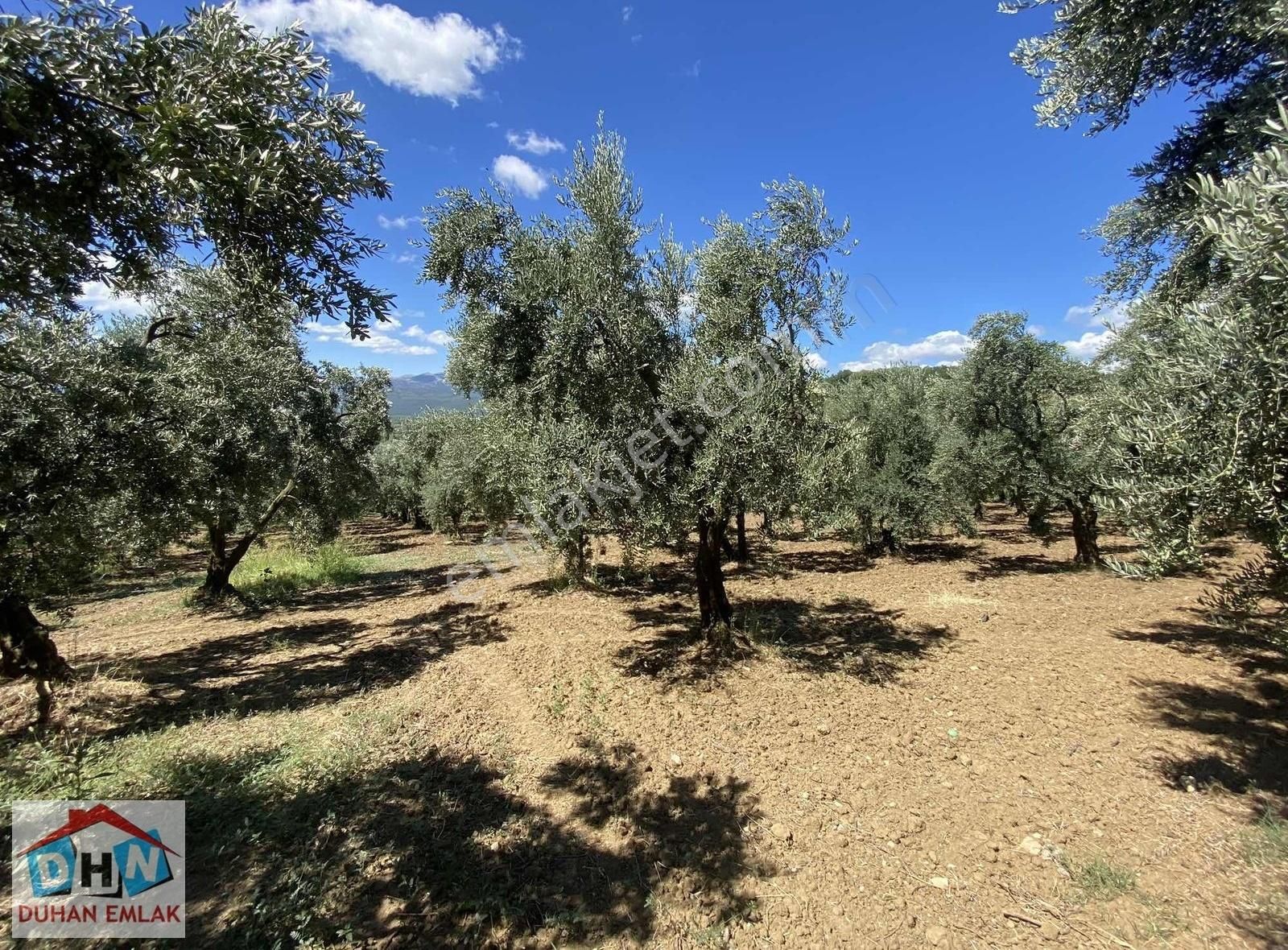 Duhan Emlak'tan Orhangazi Ortaköy'de 11.602m2 Bakımlı Zeytinlik - Görsel 6