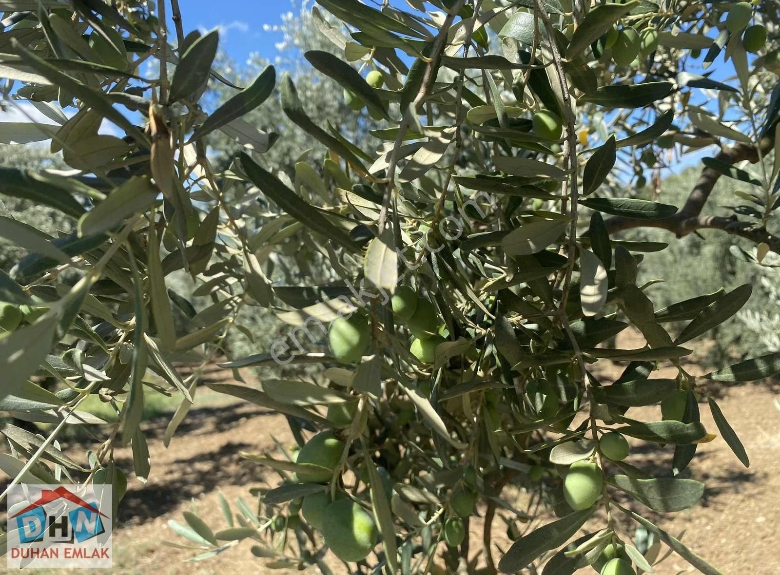 Duhan Emlak'tan Orhangazi Ortaköy'de 11.602m2 Bakımlı Zeytinlik - Görsel 14