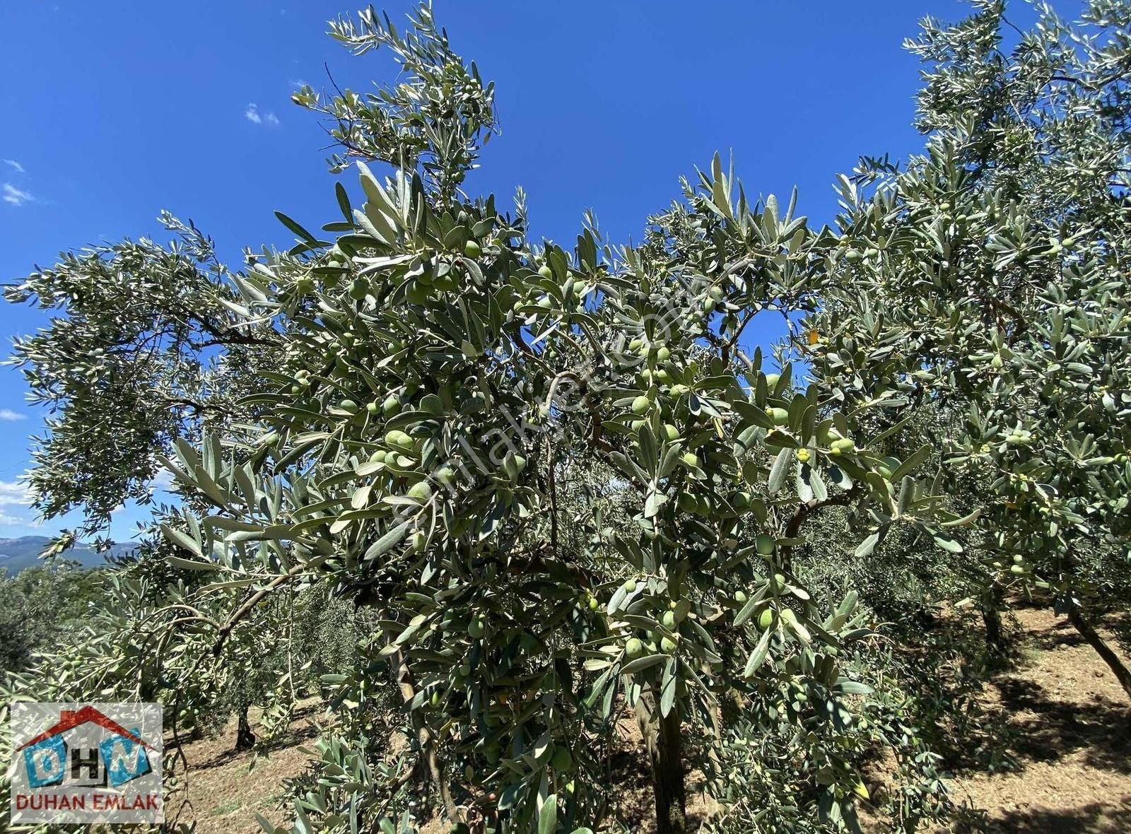 Duhan Emlak'tan Orhangazi Ortaköy'de 11.602m2 Bakımlı Zeytinlik - Görsel 20