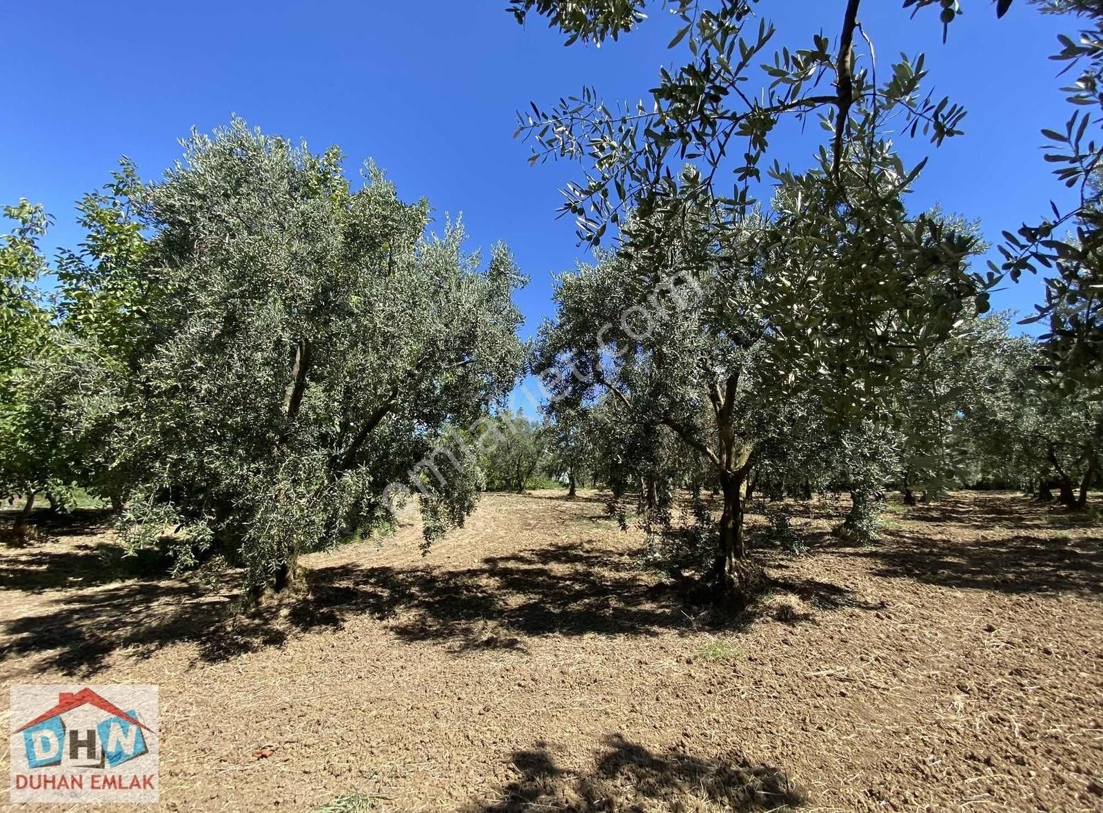 Duhan Emlak'tan Orhangazi Ortaköy'de 11.602m2 Bakımlı Zeytinlik - Görsel 18
