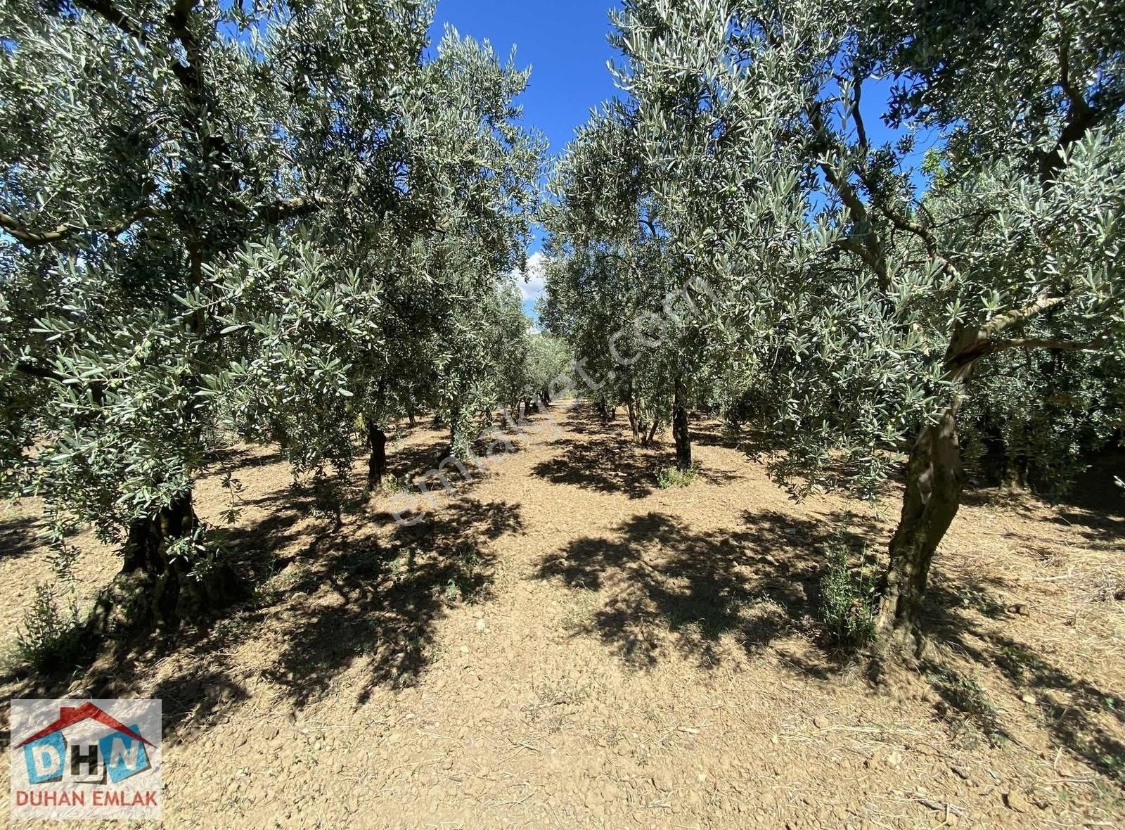 Duhan Emlak'tan Orhangazi Ortaköy'de 11.602m2 Bakımlı Zeytinlik - Görsel 15