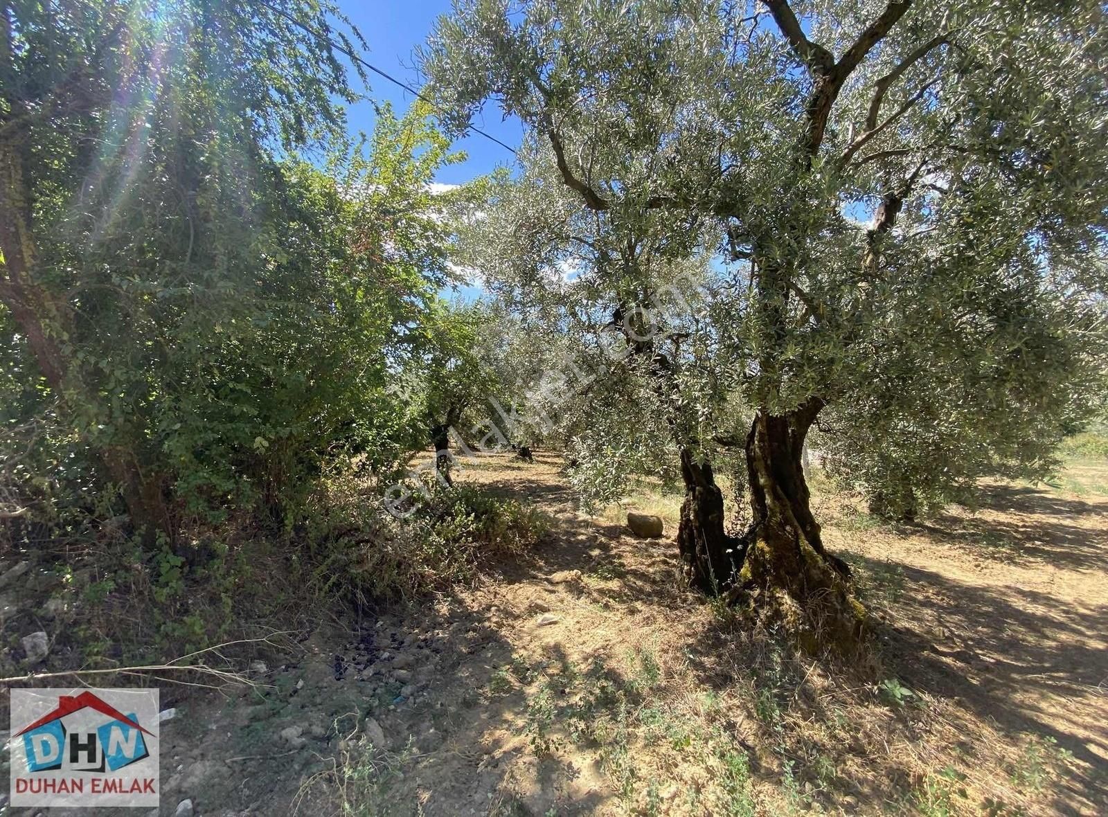 Duhan Emlak'tan Orhangazi Ortaköy'de 11.602m2 Bakımlı Zeytinlik - Görsel 22