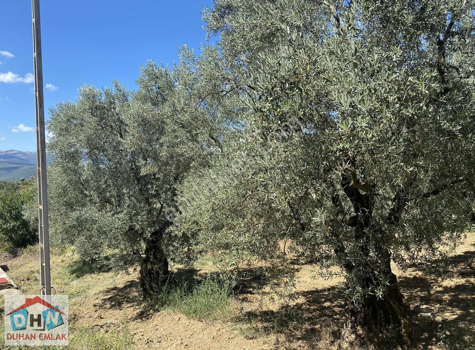 Duhan Emlak'tan Orhangazi Ortaköy'de 11.602m2 Bakımlı Zeytinlik - Görsel 8