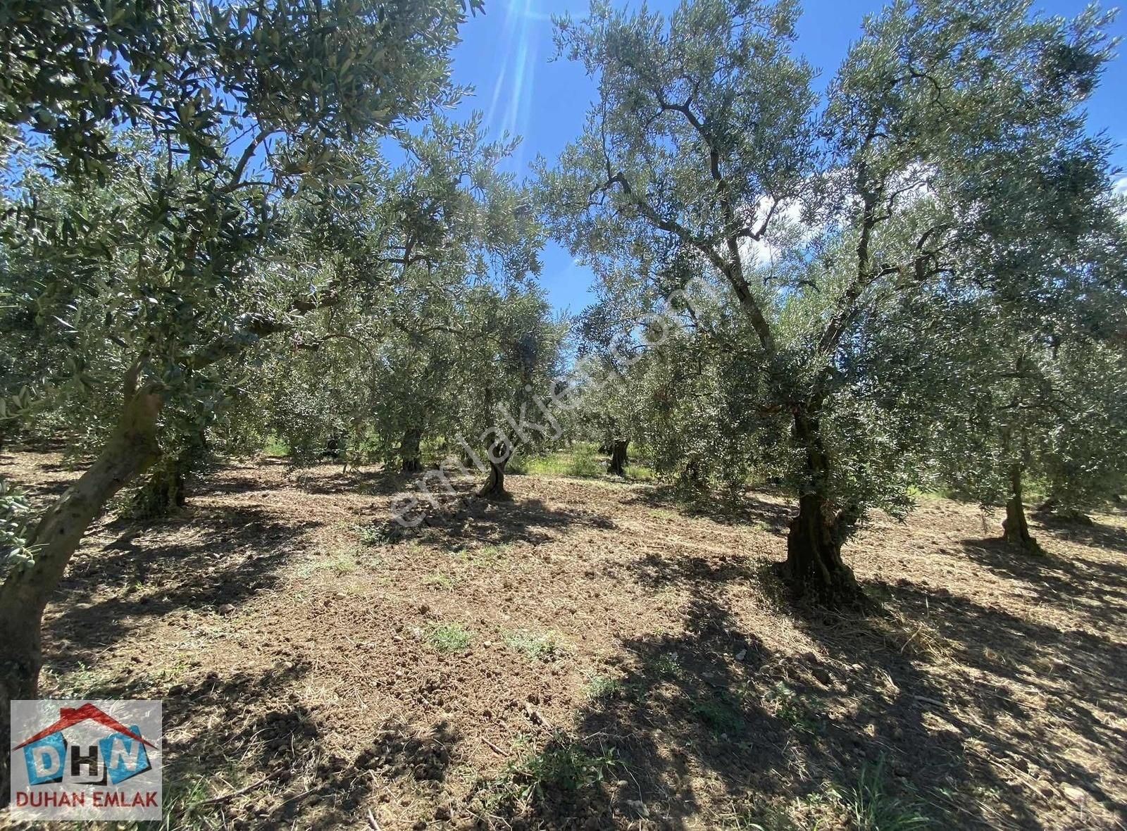 Duhan Emlak'tan Orhangazi Ortaköy'de 11.602m2 Bakımlı Zeytinlik - Görsel 12