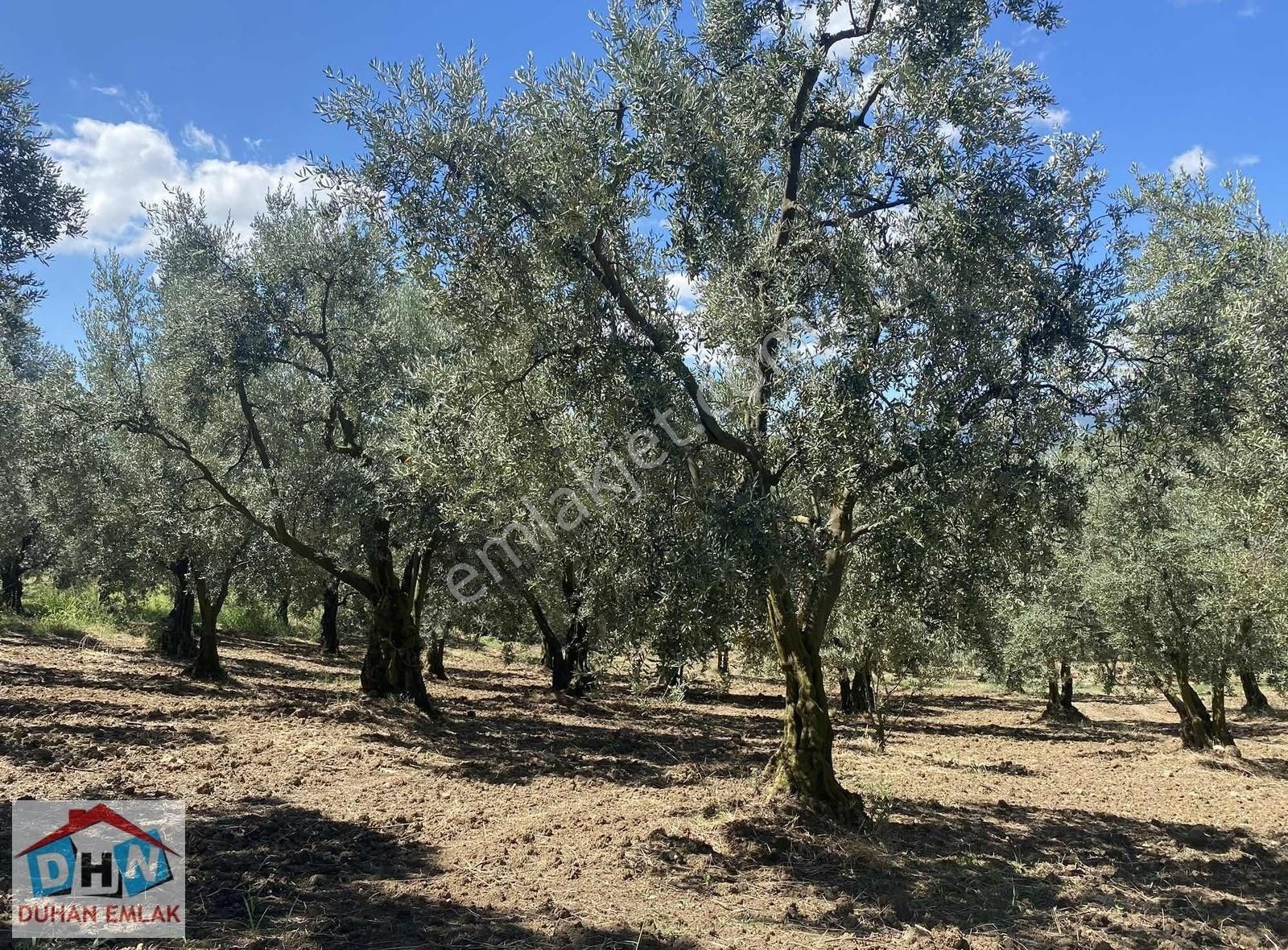 Duhan Emlak'tan Orhangazi Ortaköy'de 11.602m2 Bakımlı Zeytinlik - Görsel 28