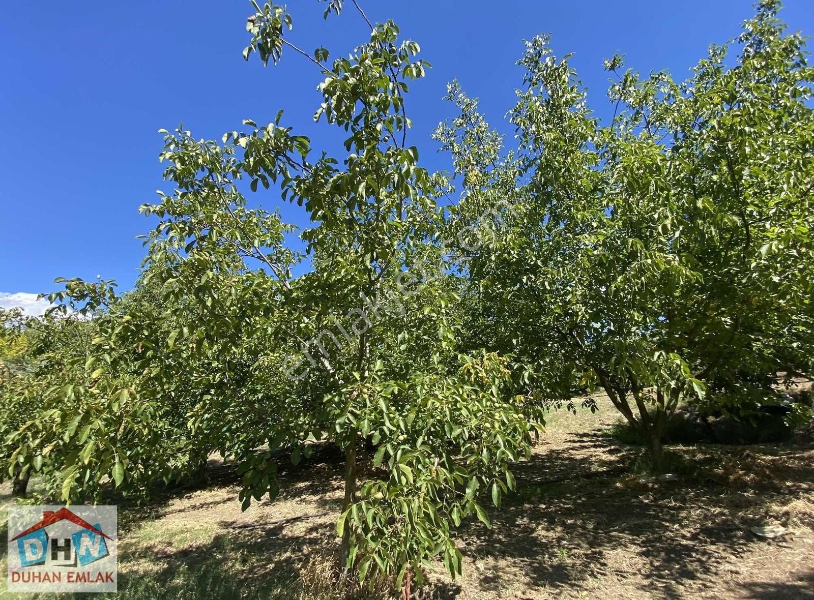 Duhan Emlak'tan Orhangazi Ortaköy'de 11.602m2 Bakımlı Zeytinlik - Görsel 5
