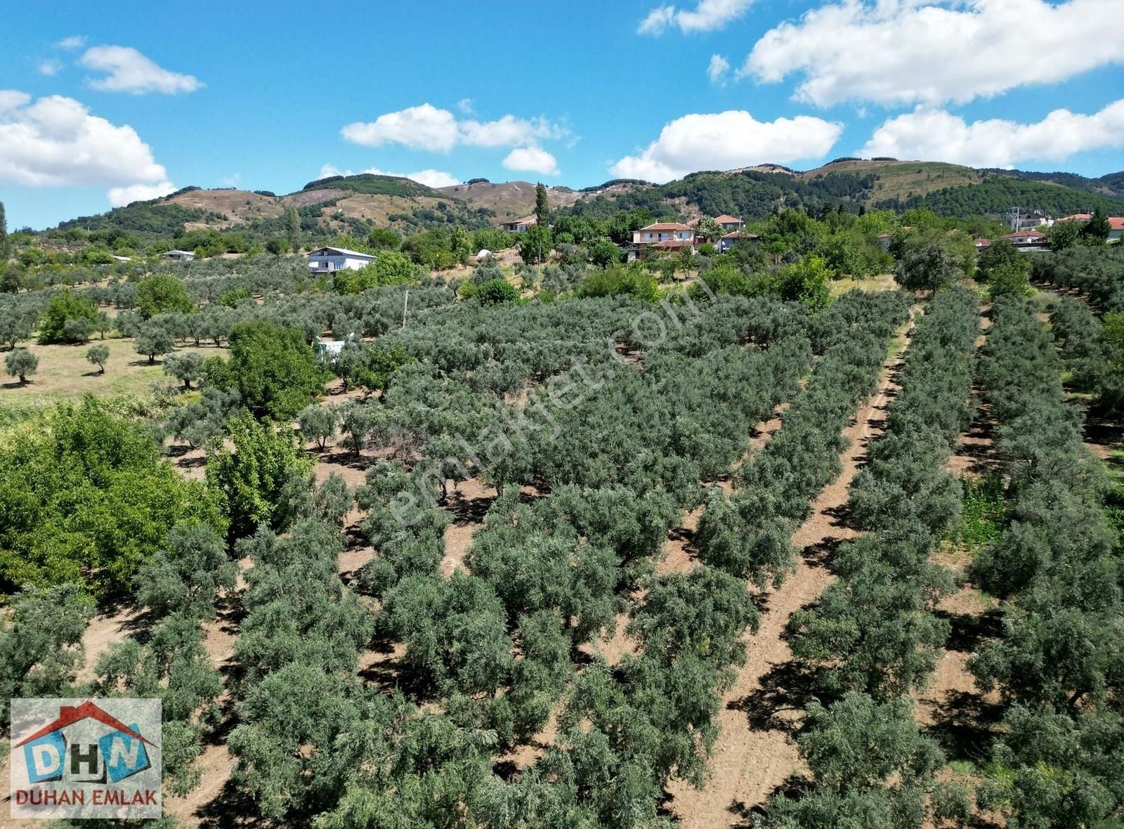 Duhan Emlak'tan Orhangazi Ortaköy'de 11.602m2 Bakımlı Zeytinlik - Görsel 10