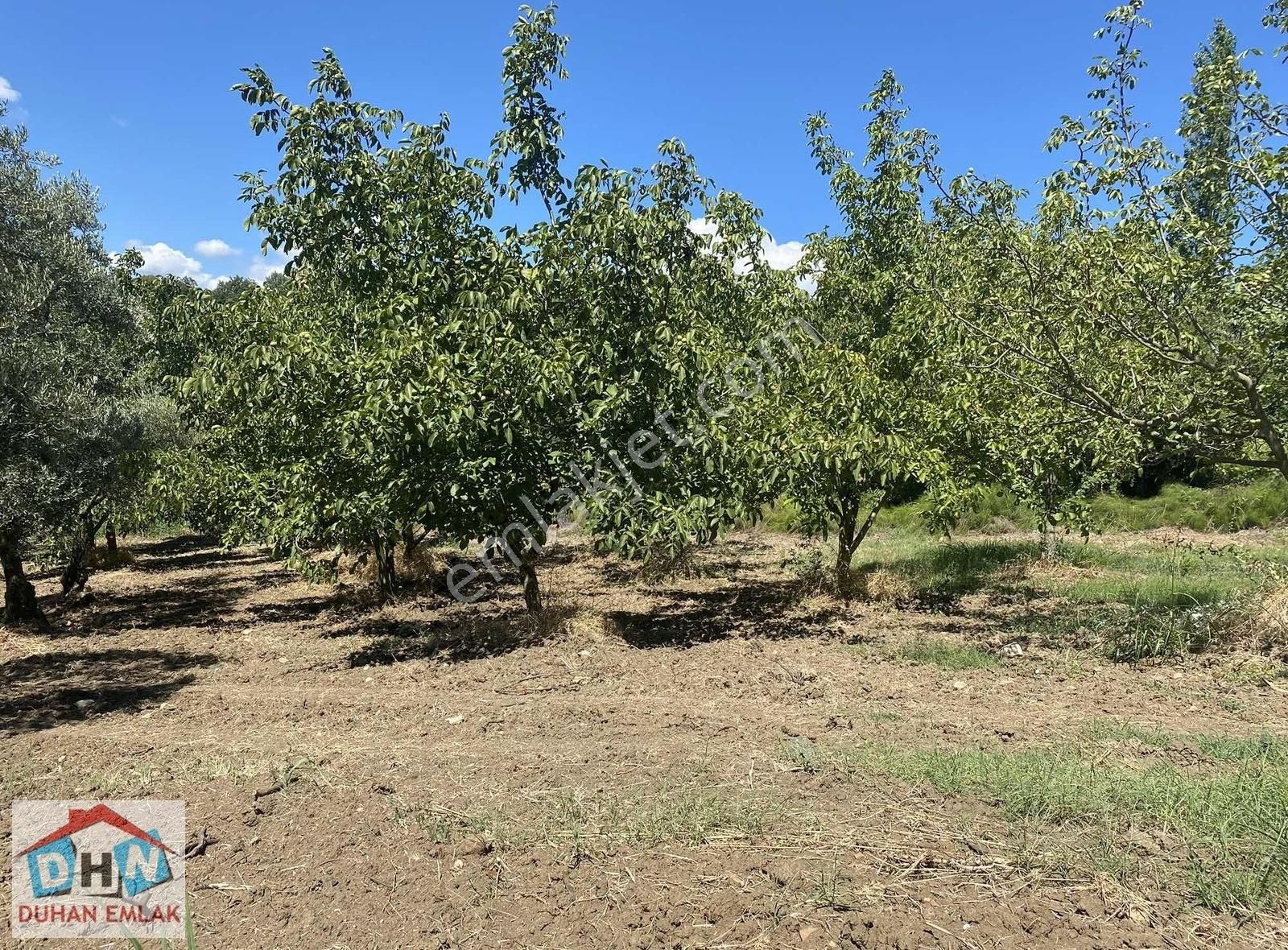 Duhan Emlak'tan Orhangazi Ortaköy'de 11.602m2 Bakımlı Zeytinlik - Görsel 3