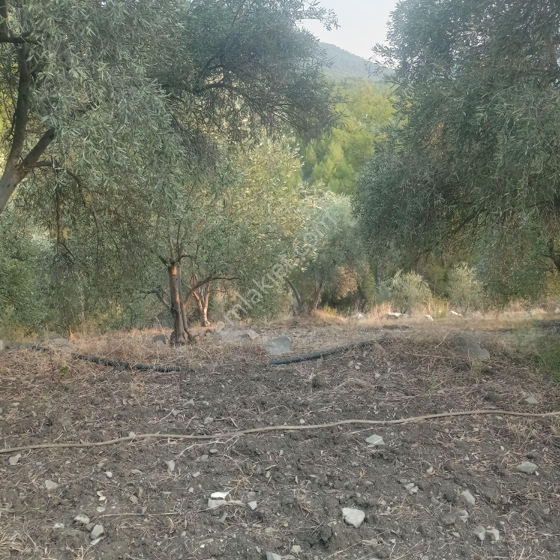 Muğla Dalaman Karacaağaç Satılık Köy Yerleşim İçi Tarla - Görsel 4