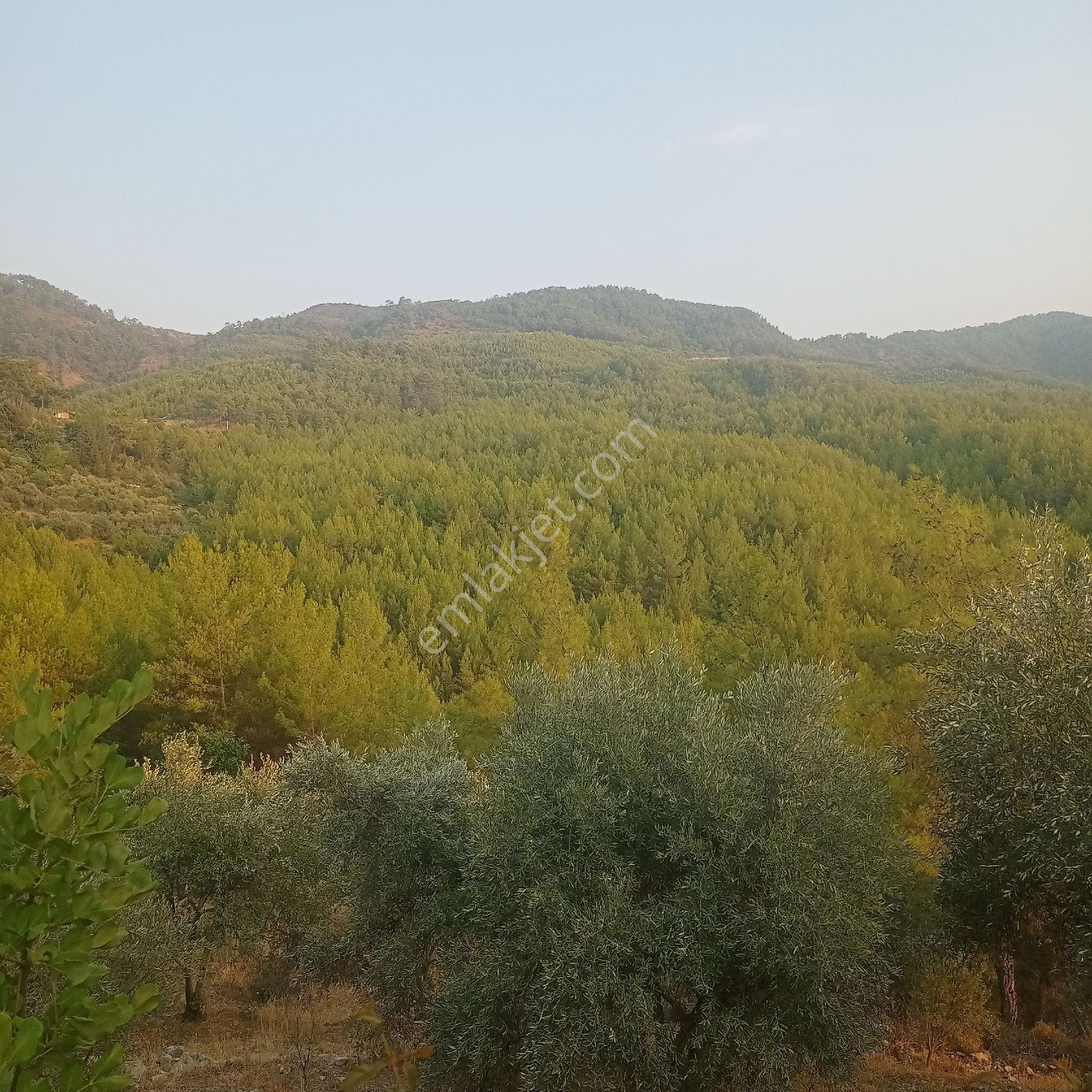 Muğla Dalaman Karacaağaç Satılık Köy Yerleşim İçi Tarla - Görsel 2