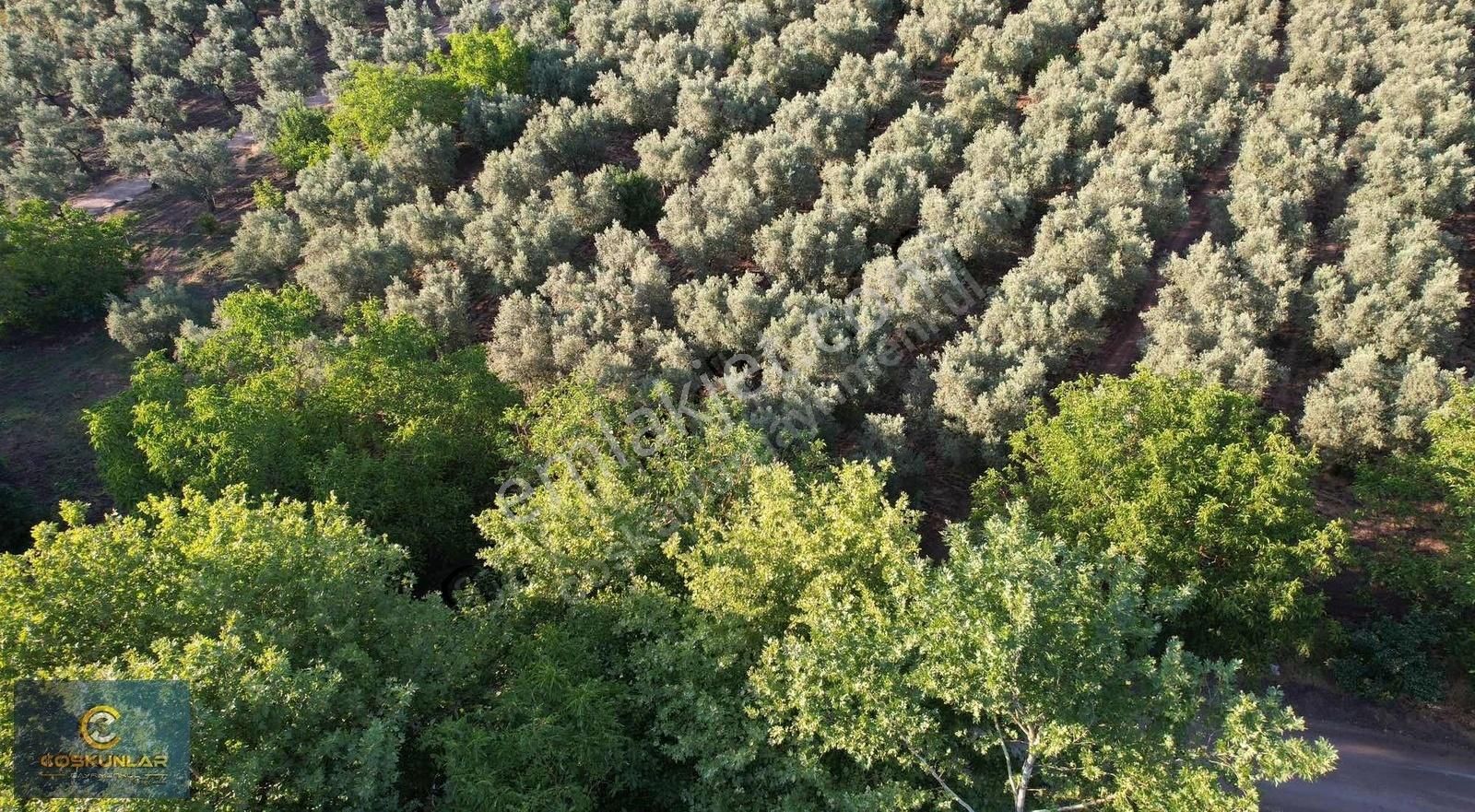 Gemlik Mesire Alanı Yanında Asfalt Yolu Olan Satılık Arazi - Görsel 3