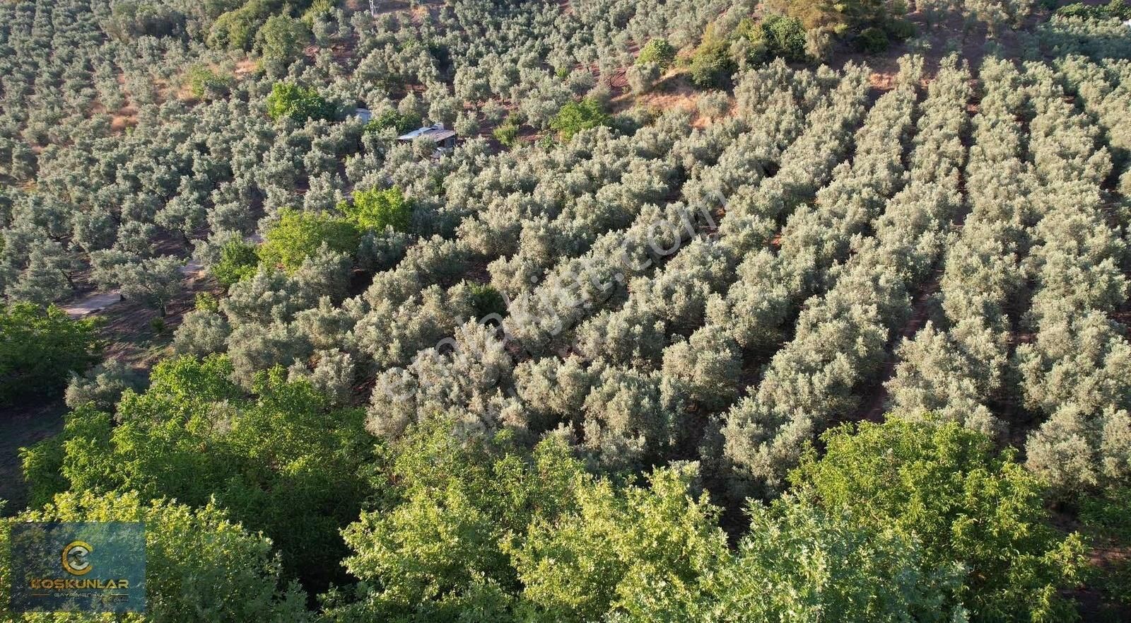 Gemlik Mesire Alanı Yanında Asfalt Yolu Olan Satılık Arazi - Görsel 5
