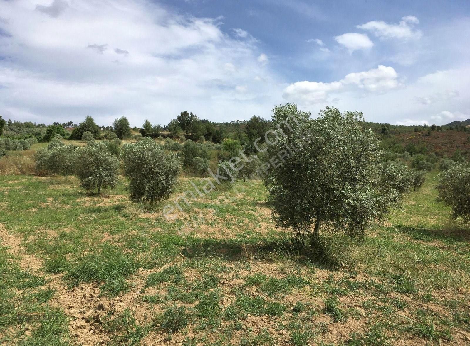 Muğla Menteşe 'de 23,5 Dönüm Zeytin Ağaçlı Tarla