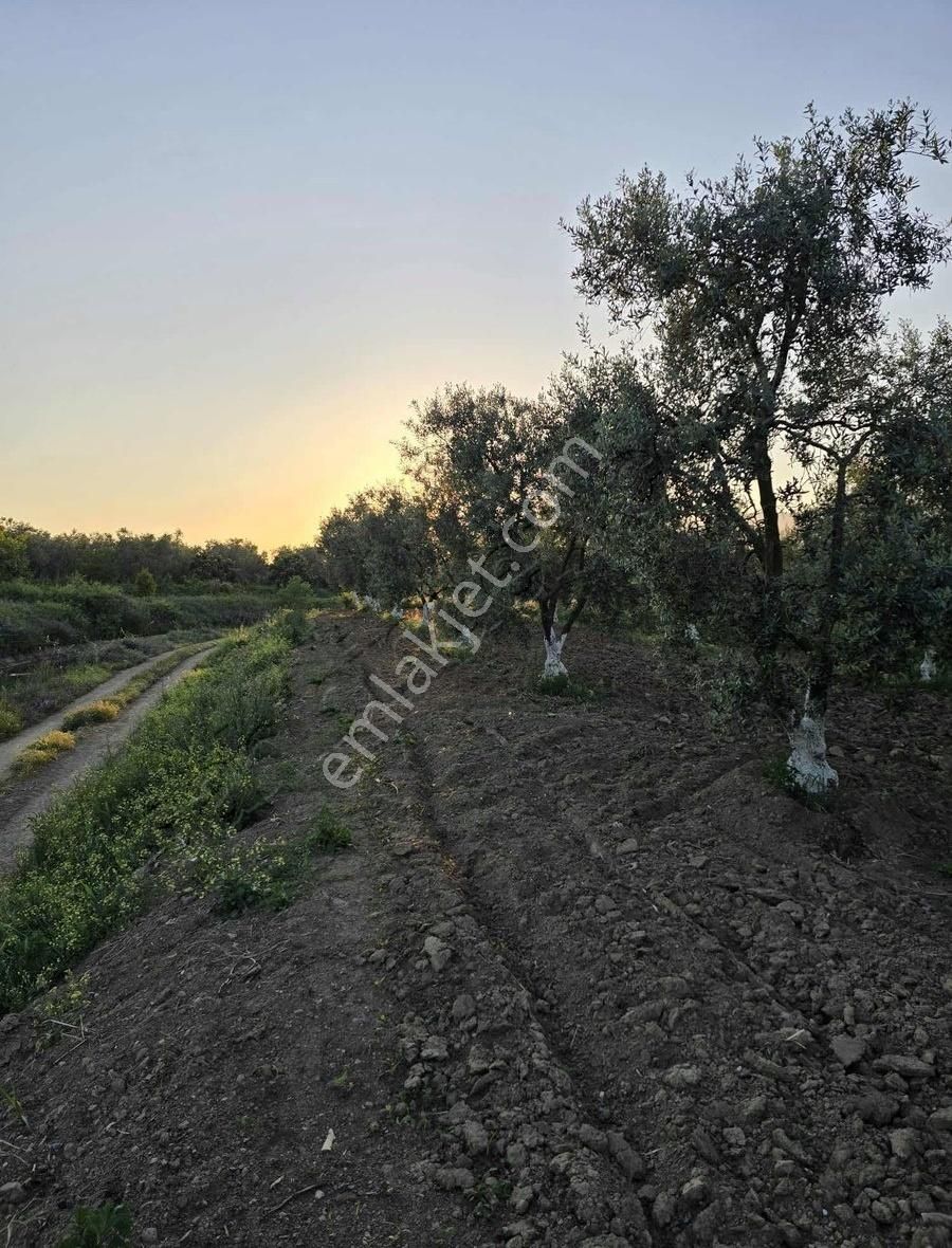 Bursa Emlak Allemm İ Satılık Hobi Bahçesi - Görsel 4