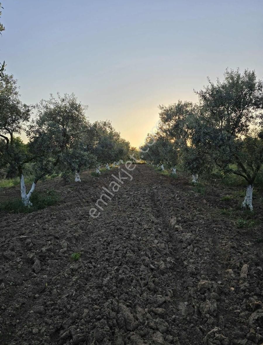 Bursa Emlak Allemm İ Satılık Hobi Bahçesi - Görsel 10