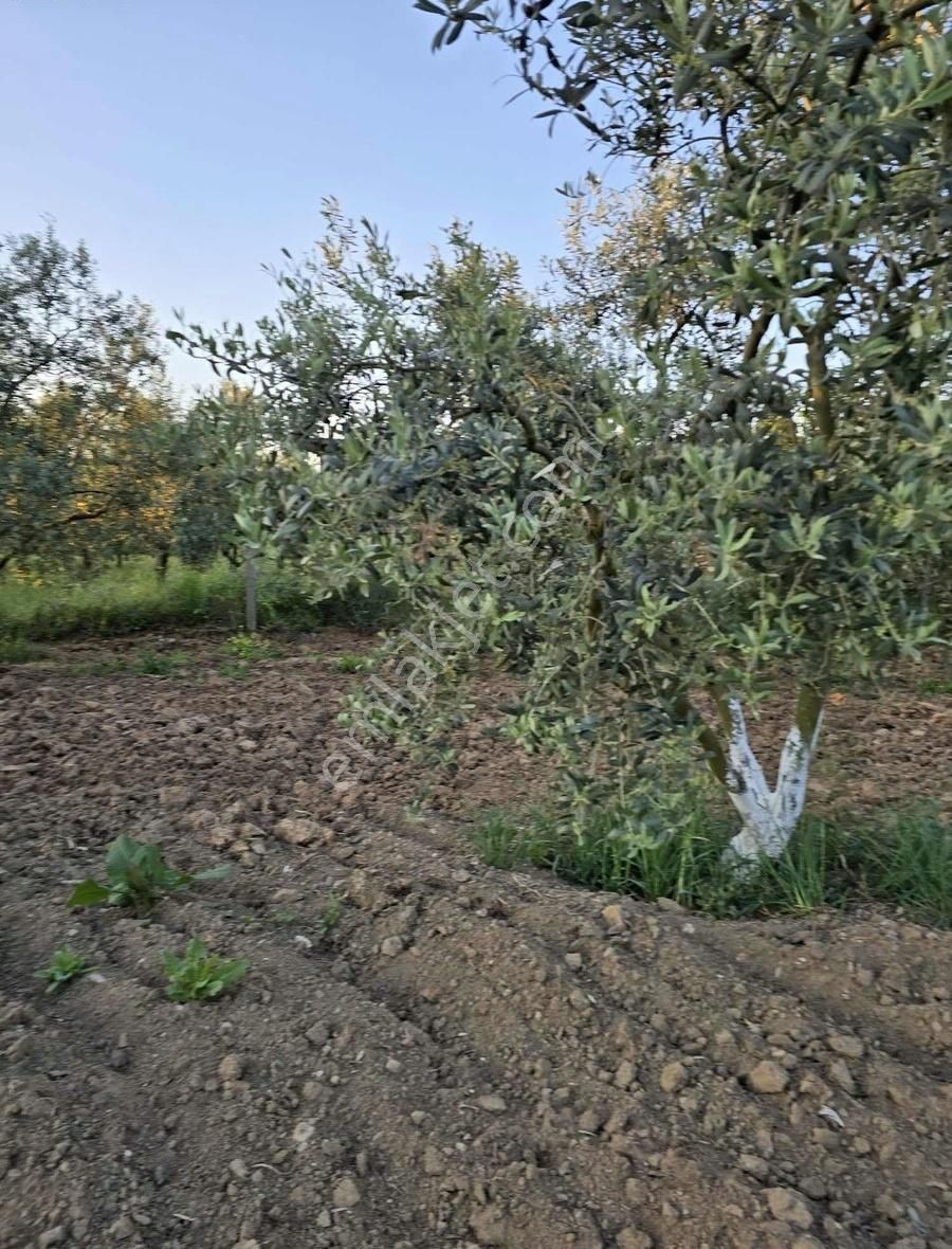 Bursa Emlak Allemm İ Satılık Hobi Bahçesi - Görsel 7