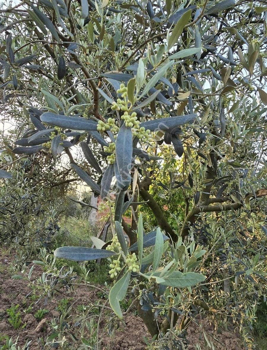 Bursa Emlak Allemm İ Satılık Hobi Bahçesi - Görsel 9