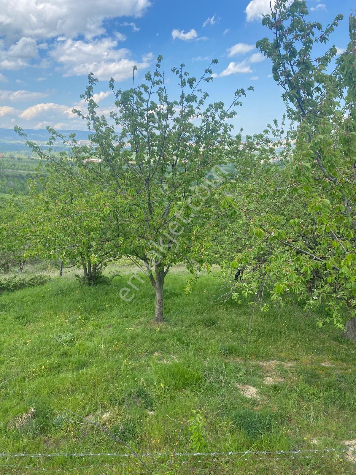 Sahıbınden Meyve Bahçesı 1 Hafta Geçerli Fıyat Sonrasında İlanda Kaldırılacaktır - Görsel 17