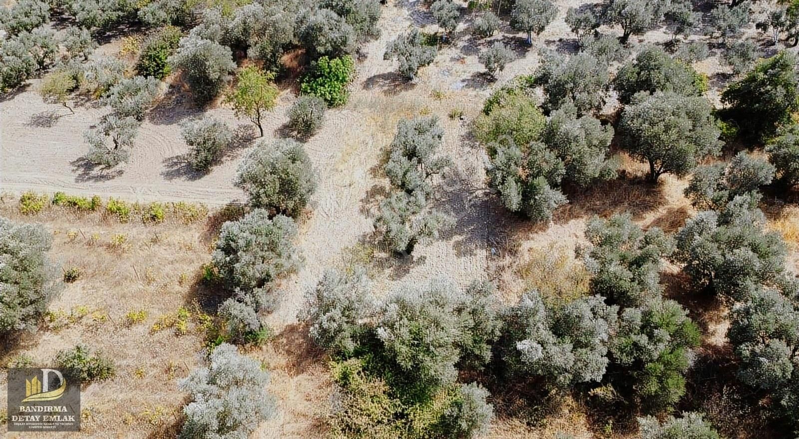 Detay'dan Aksakal Mh. 328m² Hobi Bahçesine Uygun Bağ ! - Görsel 5