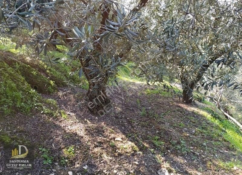 Detay Emlak Edincik Mh.706m² Zeytinlik Vasfında Yatırım Fırsatı - Görsel 2