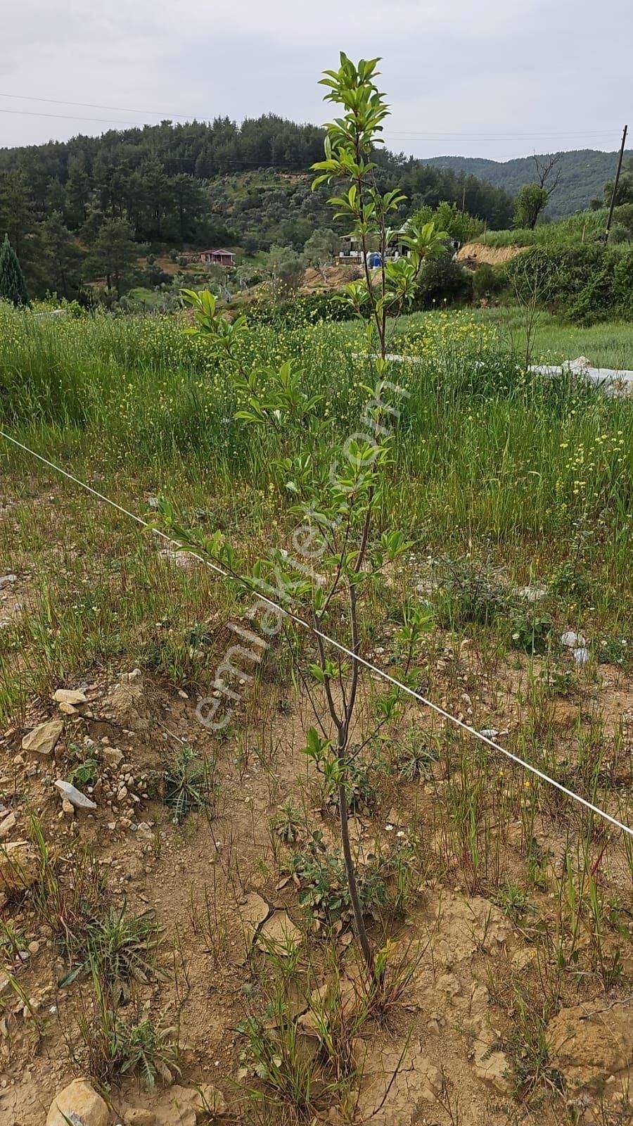 Milas, Kultak, Akbük Koyuna 8km Mesafede Ana Yol Üstü Satılık 3416 M2. Tarla