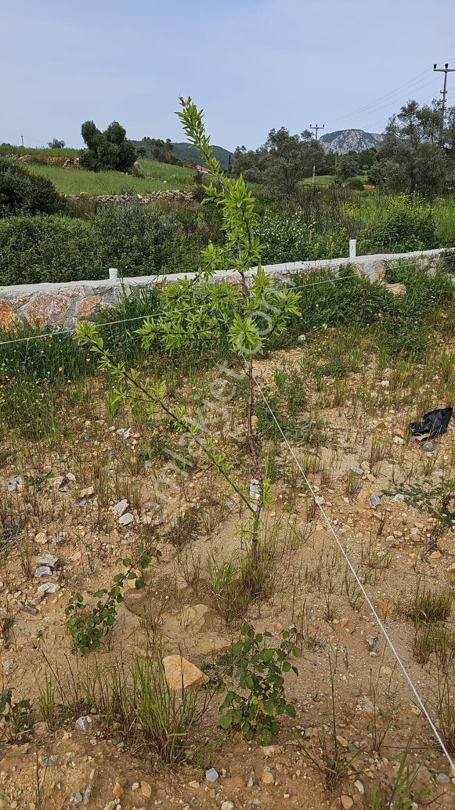 Milas, Kultak, Akbük Koyuna 8km Mesafede Ana Yol Üstü Satılık 3416 M2. Tarla - Görsel 7