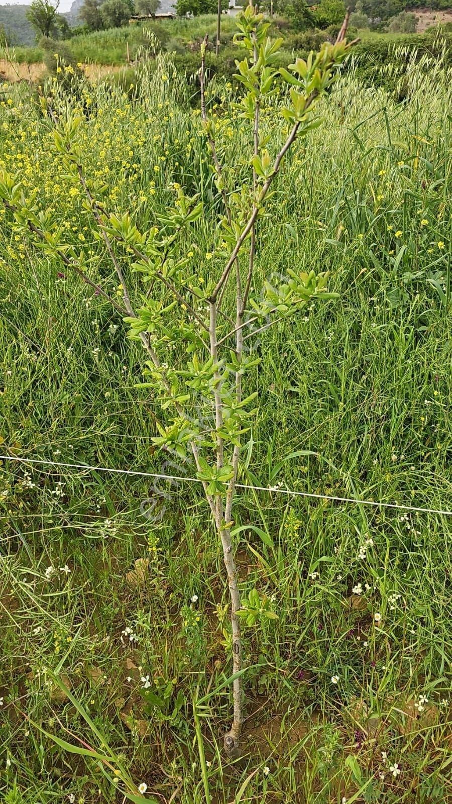 Milas, Kultak, Akbük Koyuna 8km Mesafede Ana Yol Üstü Satılık 3416 M2. Tarla - Görsel 5